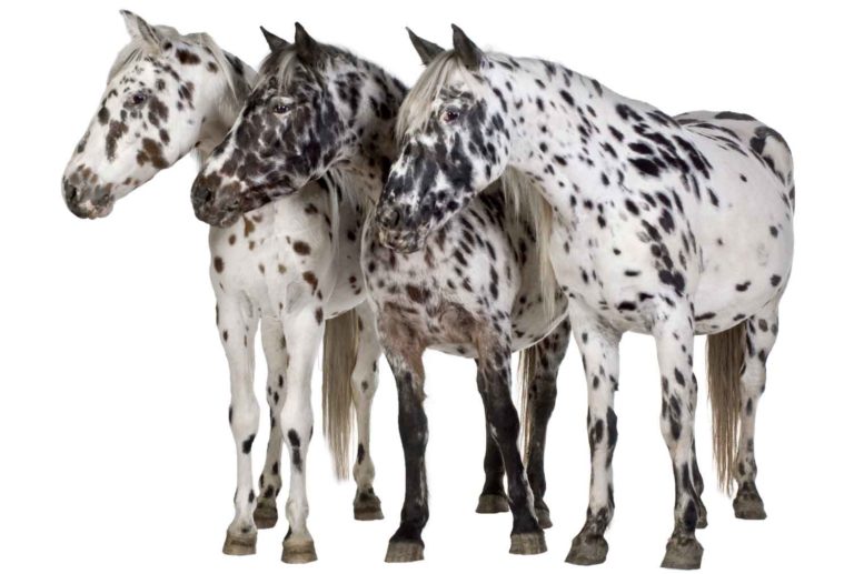 UC Davis Seeking Appaloosas for ERU Study promo image