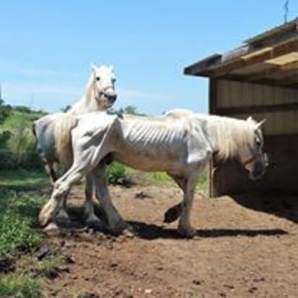 Uckele-carriage-horse-rescue-600