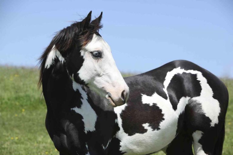 UK Gluck Center Develops Novel Equine Arteritis Virus Test promo image