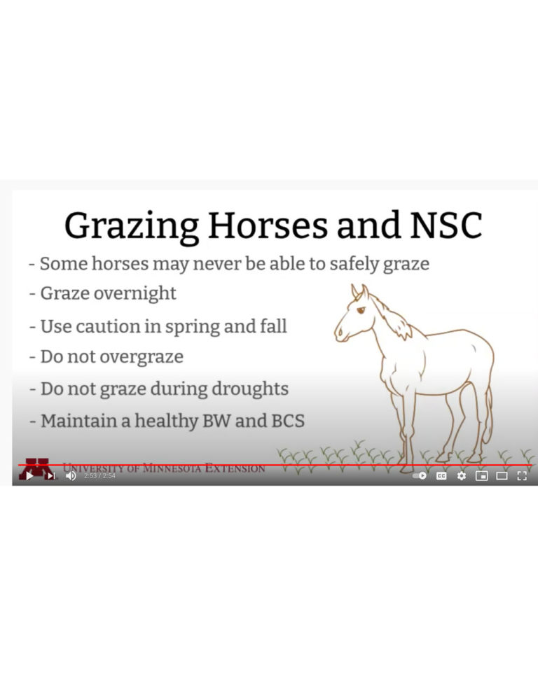 UMN-video-Martinson-horse-NSC-pasture-1000-V