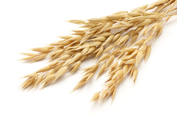 Understanding Carbohydrates in Equine Feedstuffs promo image