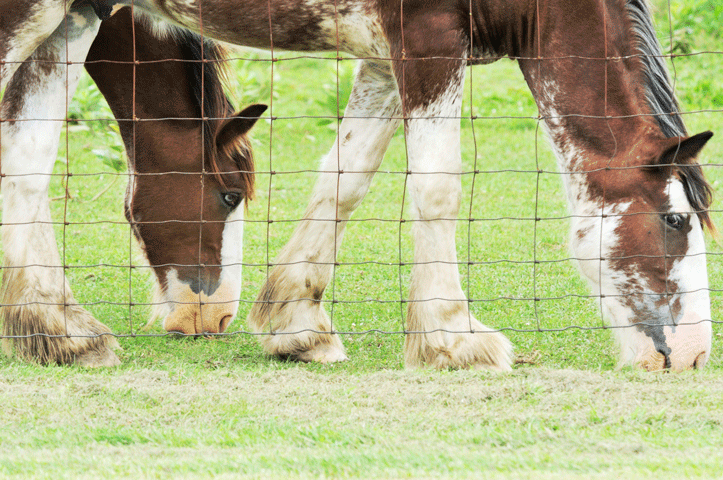 Understanding Pastern Dermatitis, aka Dew Poisoning promo image