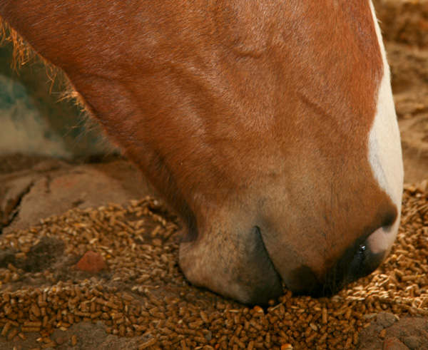 Understanding Starch Digestion in the Horse promo image