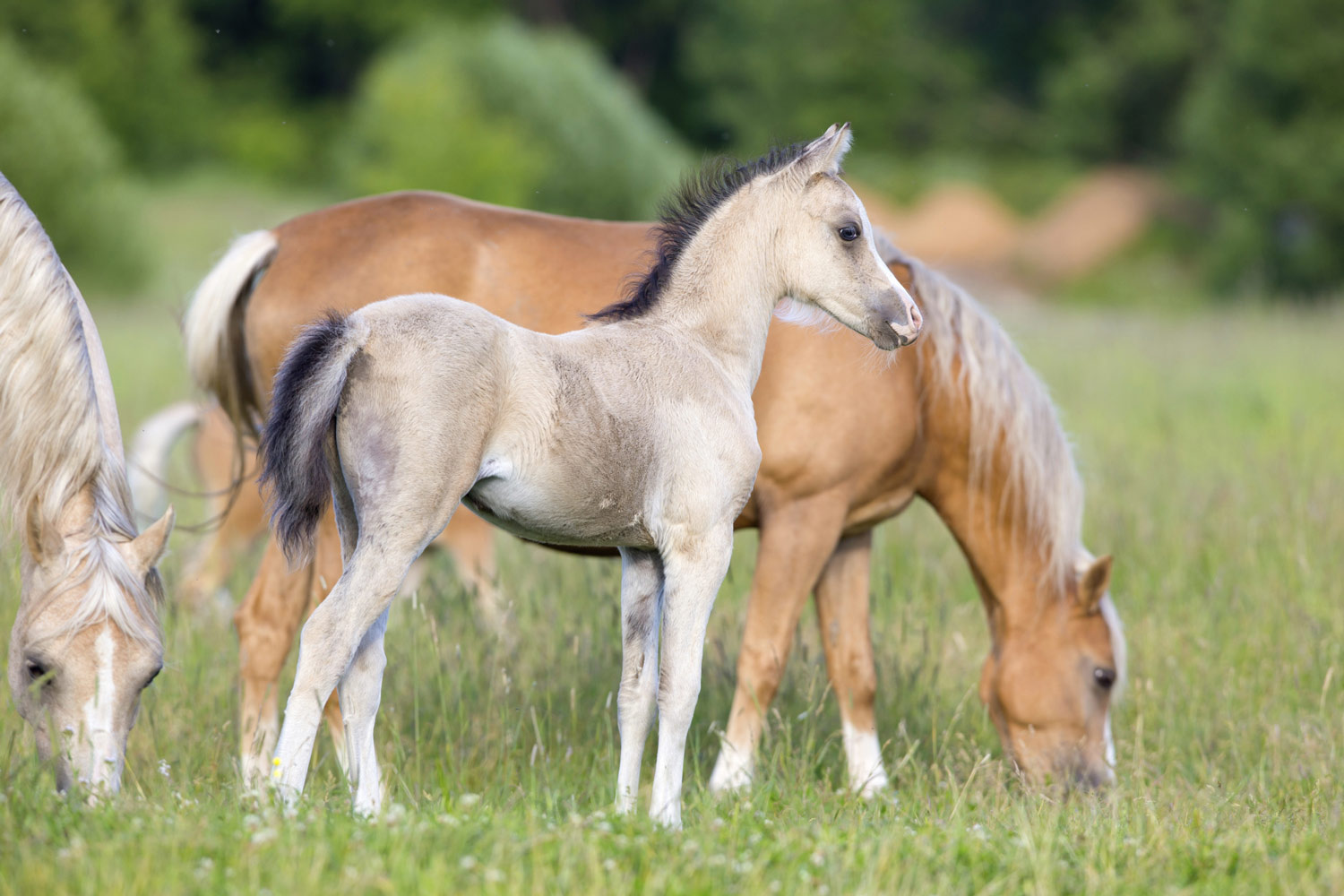 Feeding Foals After Weaning | Stable Management