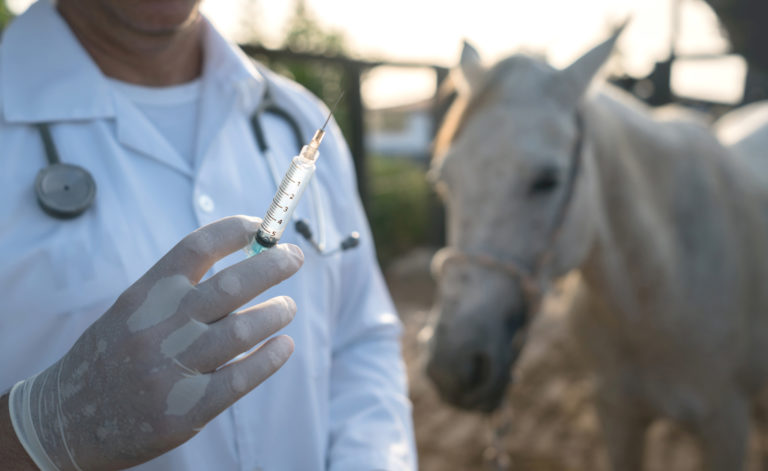 vaccine-needle-syringe-vet-gray-horse-iStock-928917886-2400
