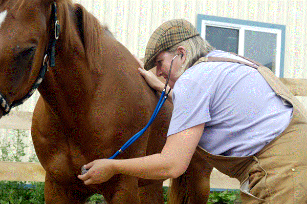 vet-stethoscope-horse-700
