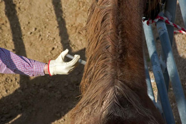 Veterinarian Versus Owner Vaccination of Horses promo image