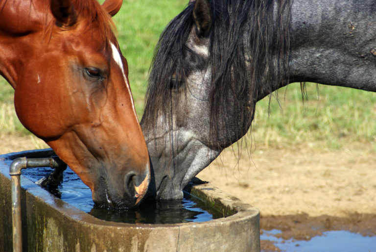 water-tank-two-horses-drinking-pasture-iStock-Middelveld175934057-1000