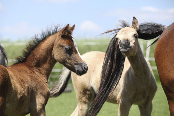 welsh-pony-foals-at-pasture