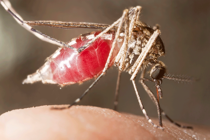 West Nile Virus Update promo image