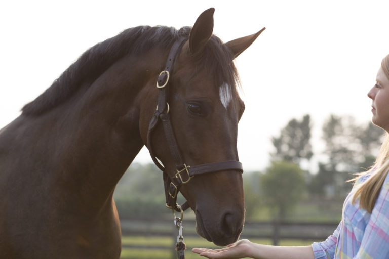 What Comes First: The Hay or the Grain? promo image