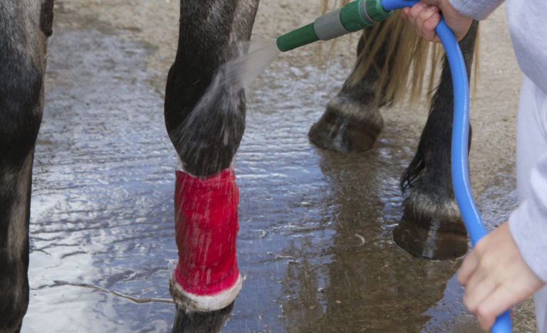 What is Inflammation in Your Horses and Is It All Bad? promo image