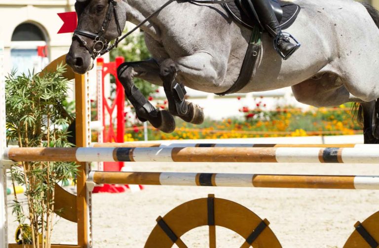 When to Vaccinate Horses for What promo image