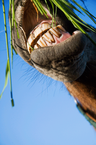 Why Do Horses Have Guttural Pouches?