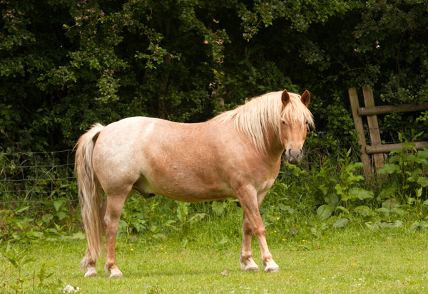 Why Obesity is Bad For Your Horse promo image