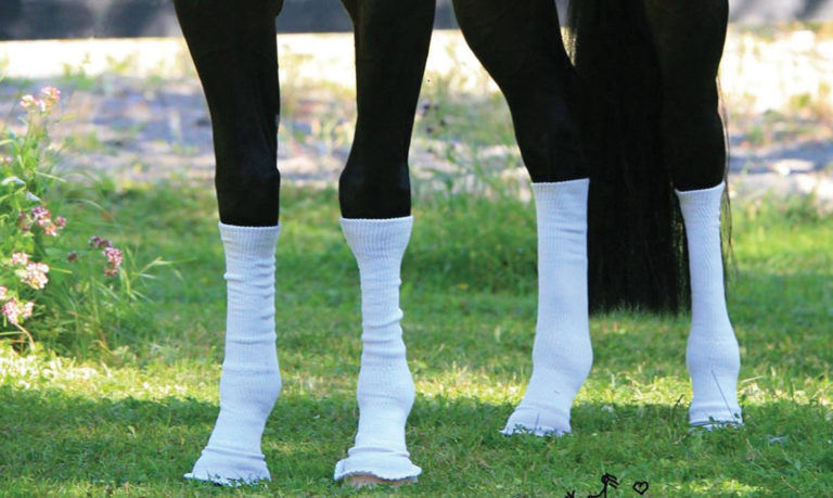 Why Only White? Sox For Horses, Inc