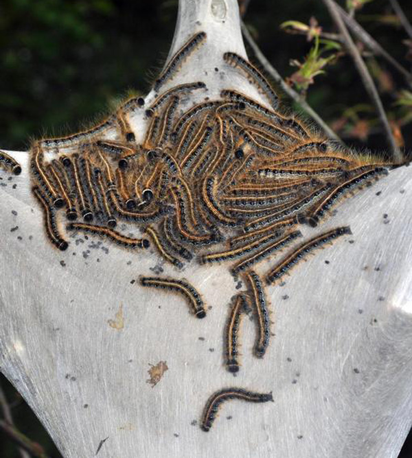 William M. Ciesla, Bugwood