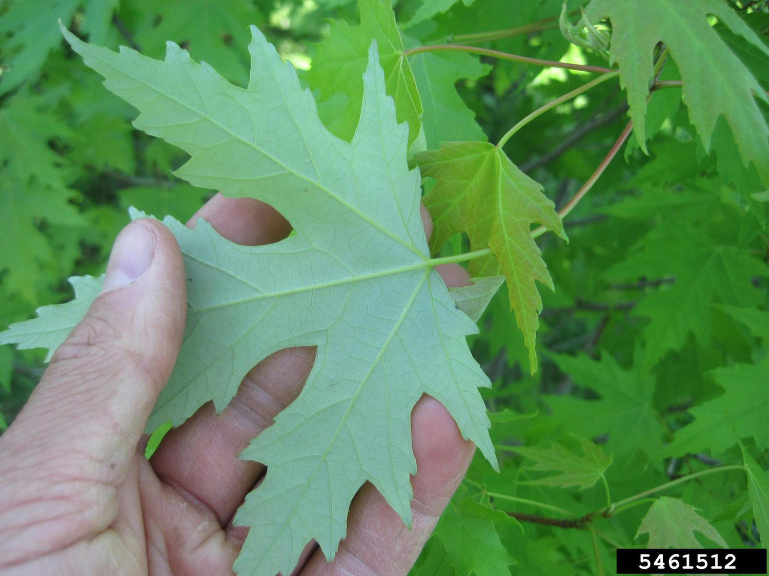 Wilted Maple Leaf Toxicity