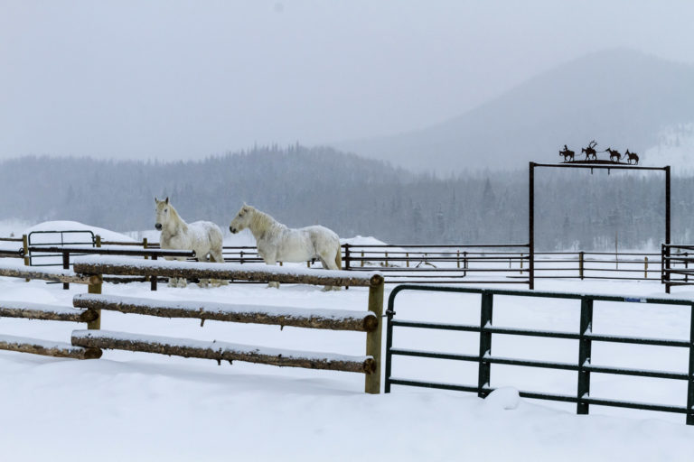Winter Freedom for Horses and Owners! promo image