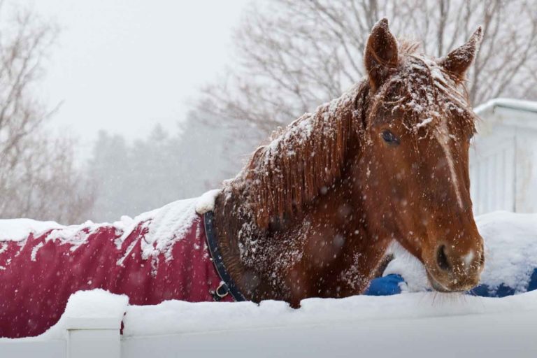 Winter Management for the Outdoor Horse promo image