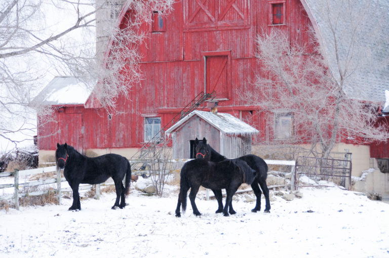winter-snow-dark-horses-red-barn-iStock-149720279-2400