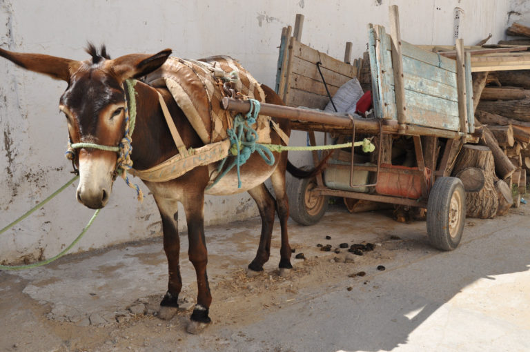 working-donkey-Tunisia-iStock-Radoslaw-Kozik-1150270052-2400