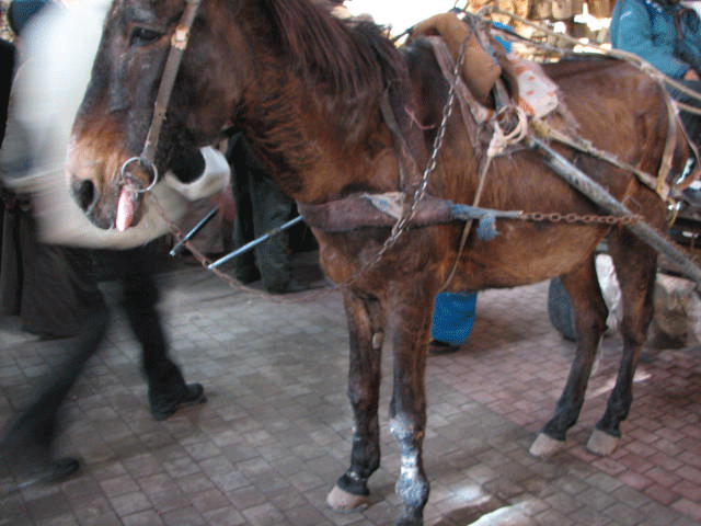 Working Equids in Low-Income Countries, Impact of Infectious Disease promo image