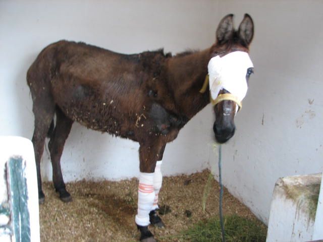 Working Horses are Invisible, Claims the Brooke in New Report promo image
