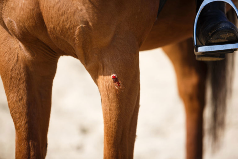 wound-horse-leg-iStock-Castenoid-531425478-2400