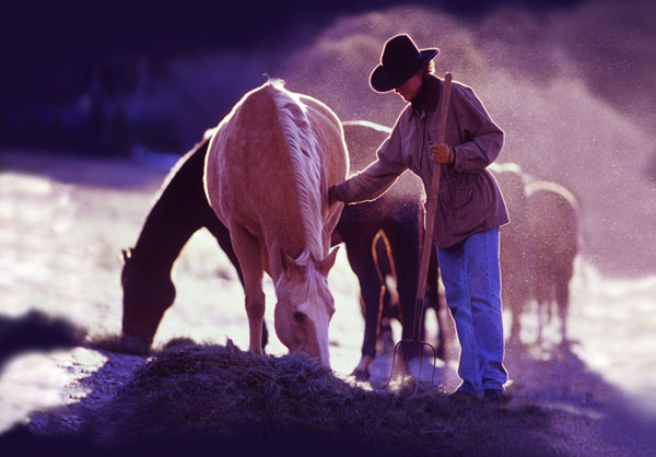 You Could Win a Winter's Supply of Hay! promo image