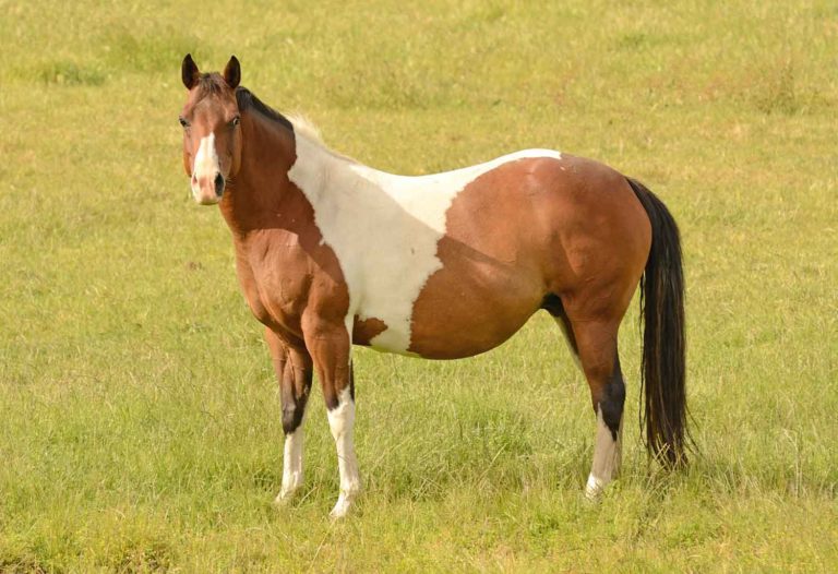Your Mare’s Pregnancy: Nutrition for the Final 3 Months promo image