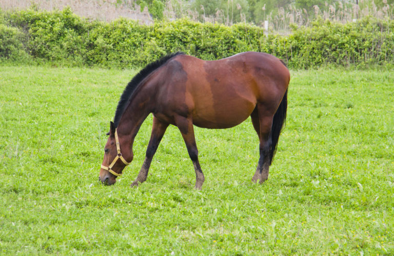 Your Mare’s Pregnancy: Nutrition for the Final Three Months promo image