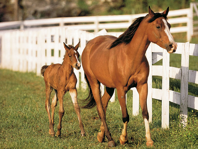 Your Next Foal: Will it Be a Breed Apart? promo image