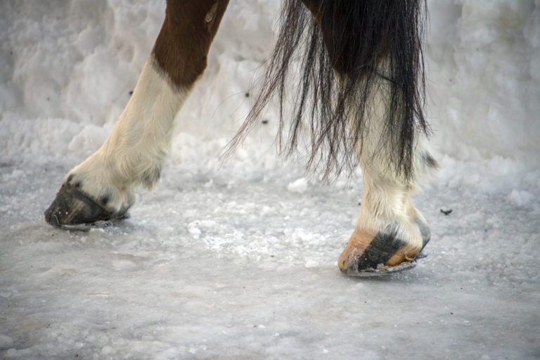 horse on ice