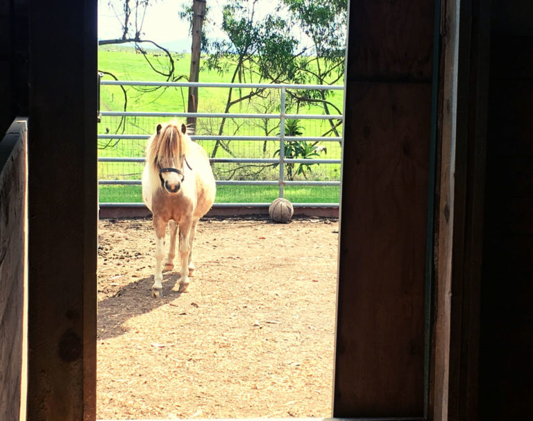 miniature-horse-dry-lot-looking-in-stable-door-GettyImages-1142891914-1200