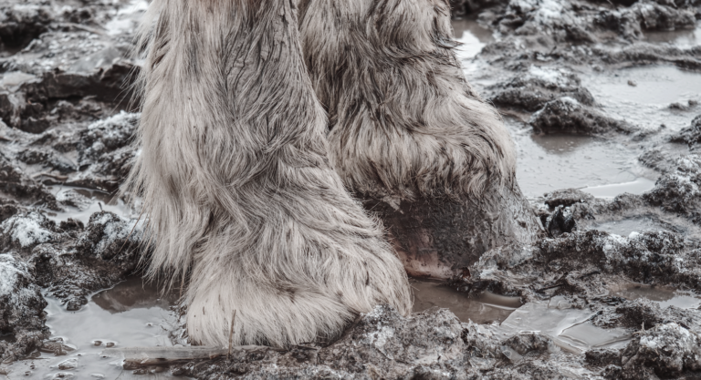 closeup of horse hooves in muddy ground