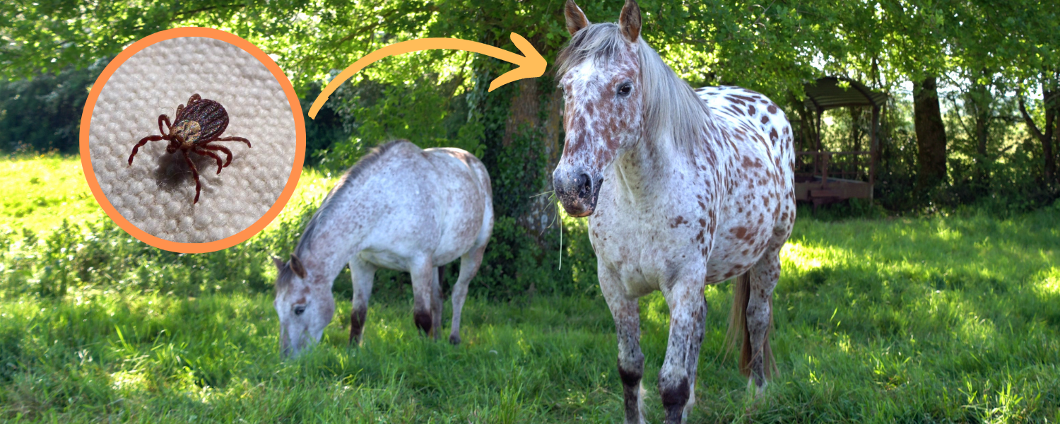 Lyme Disease in Horses Causes, Diagnosis, Treatment, Prevention