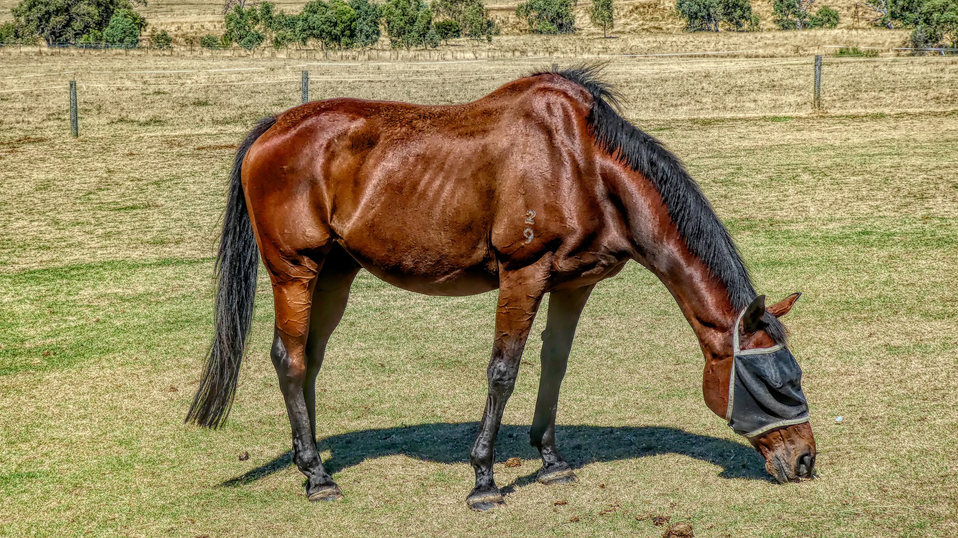 How Can I Help My Horse Gain Weight? Stable Management