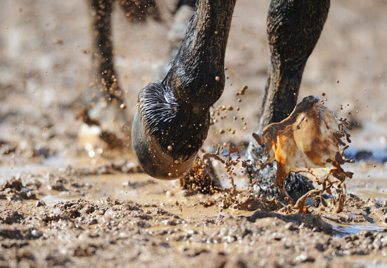 Mud-HorseHooves