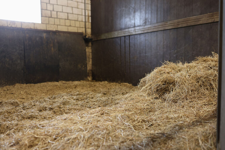 bedding and hay in horse stall