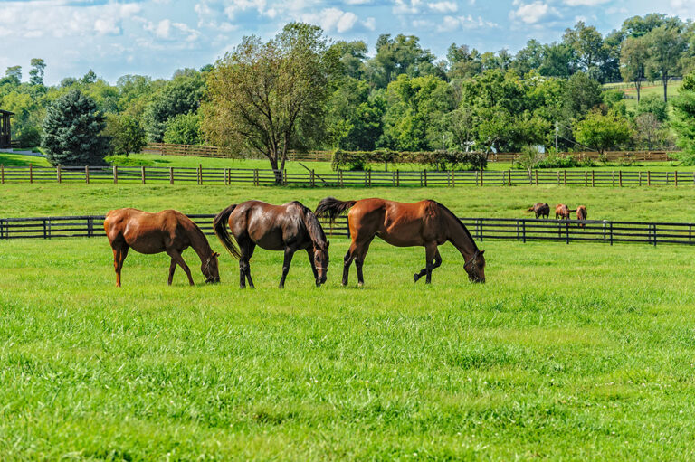 horses grazing green pasture in spring