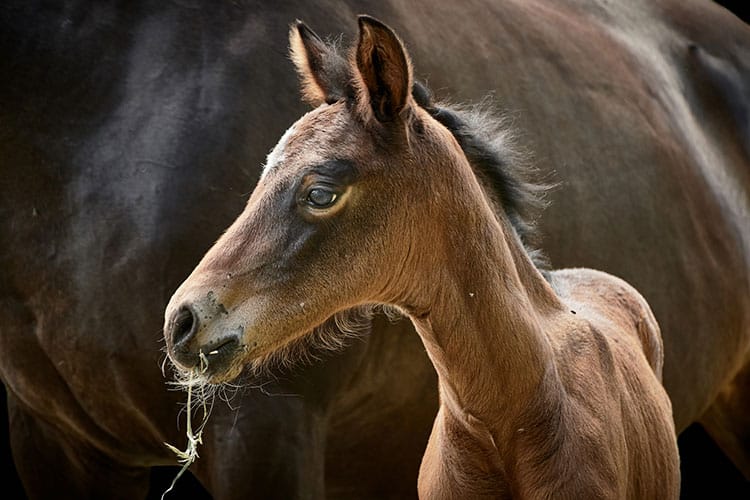 young bay foal