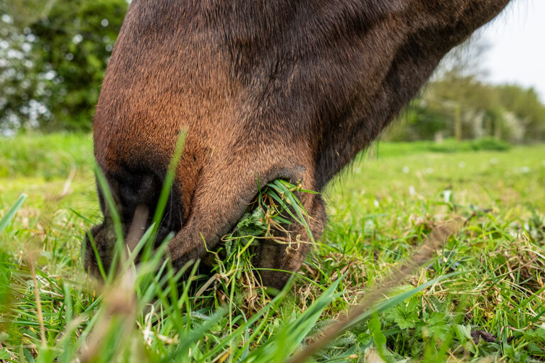 closeup of horse eating grass