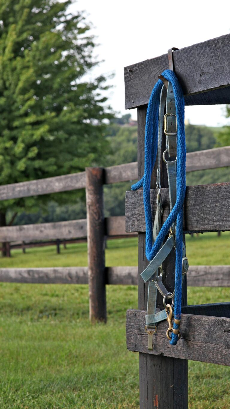 nylon halter and lead rope hanging on fence