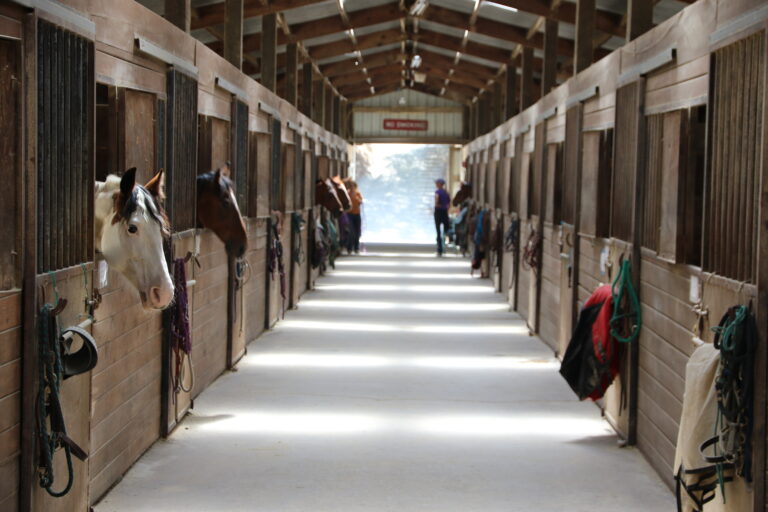 Animals: barn with horses