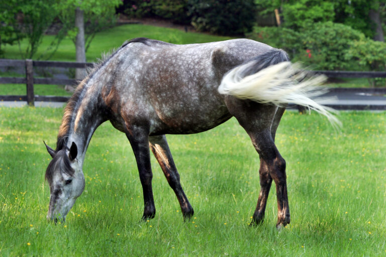 Grey Horse Grazing in Pasture