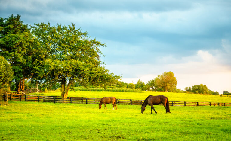 Horses on a farm in Kentucky