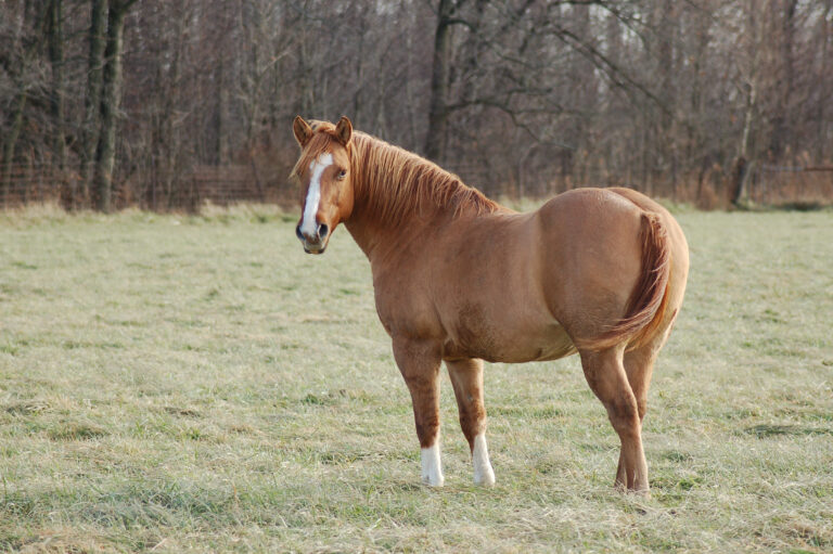 Red Dun Horse Overweight