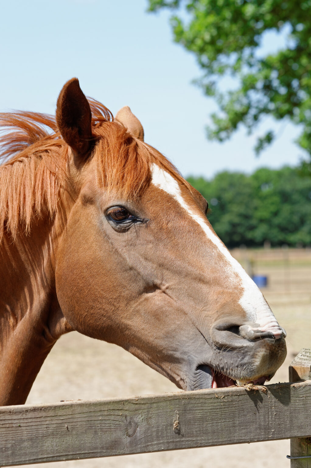 Managing the Horse That Cribs Stable Management