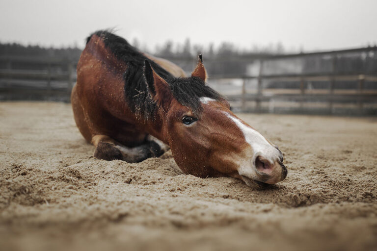 horse rolling in sand